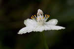 Kidneyleaf grass of Parnassus